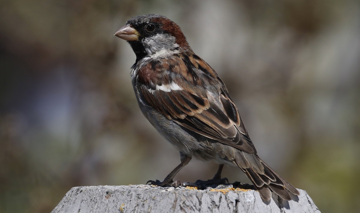 House Sparrow - Peter Svensson