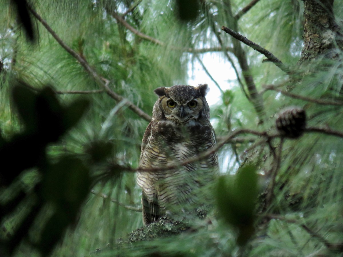 Great Horned Owl - ML67102941