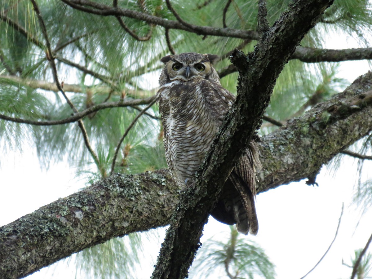 Great Horned Owl - ML67103341