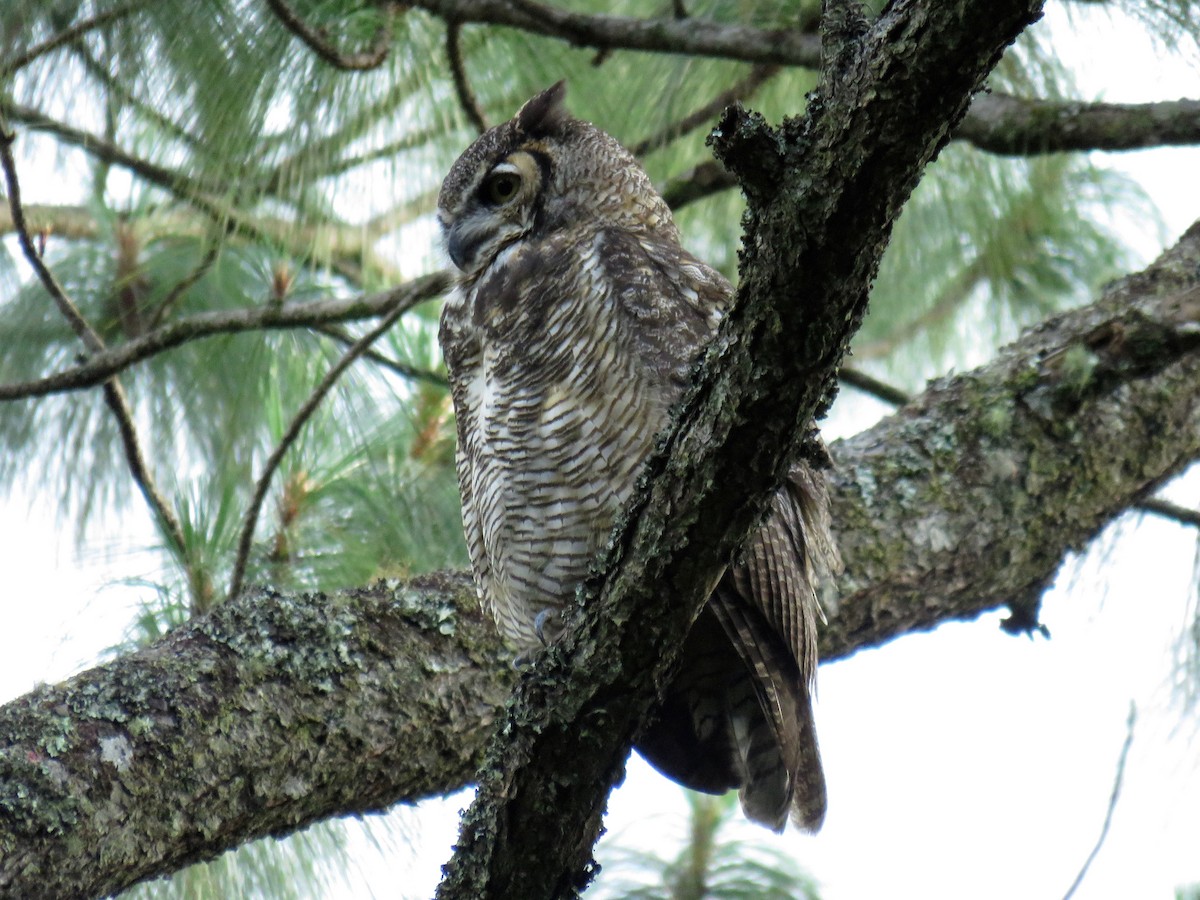 Great Horned Owl - ML67103491