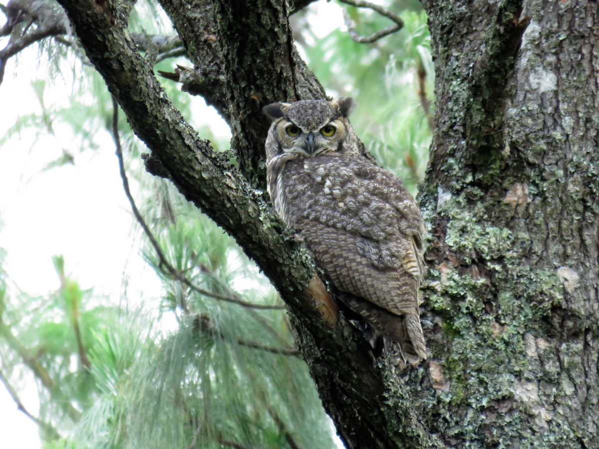 Great Horned Owl - ML67103581
