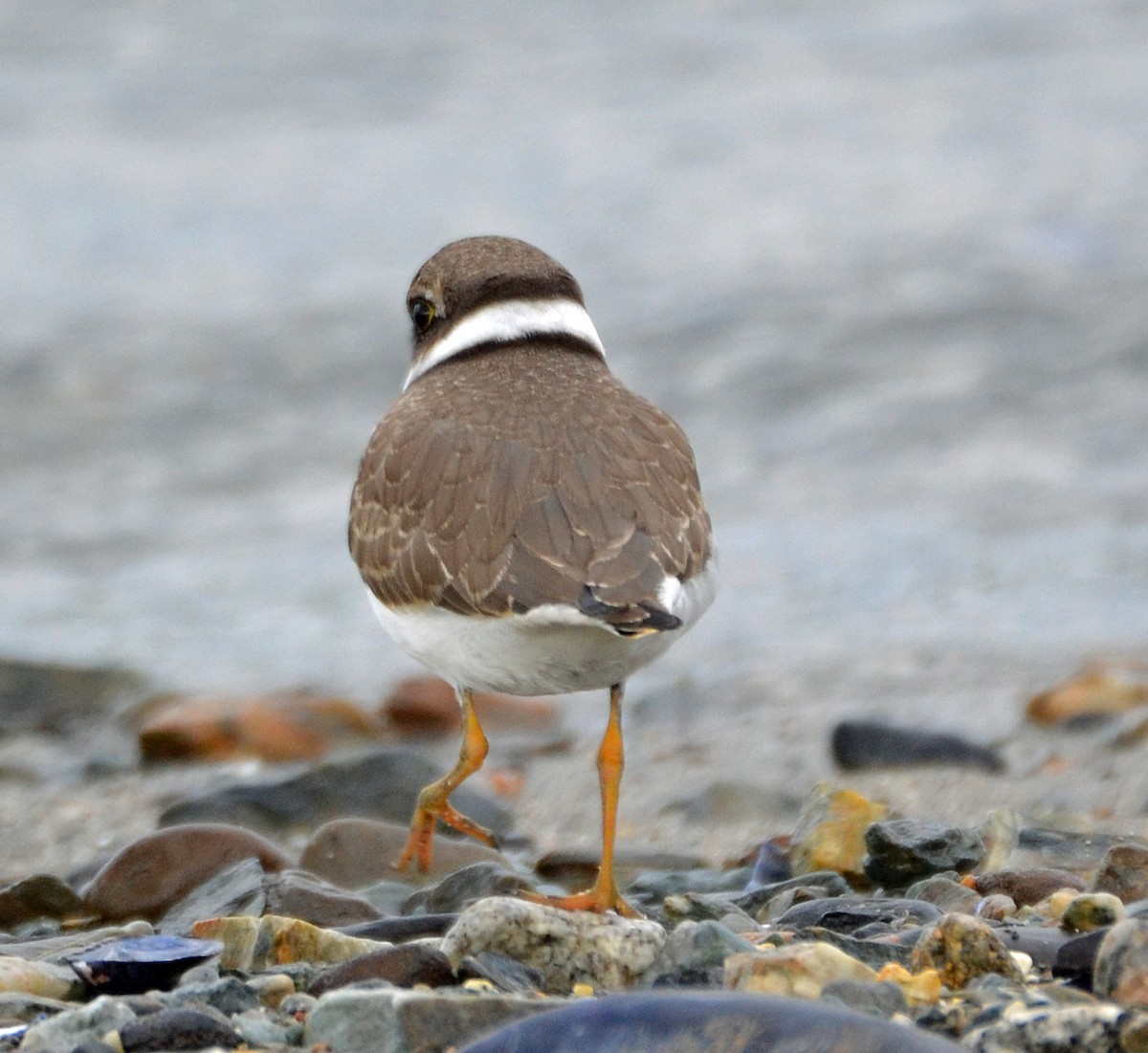 Semipalmated Plover - ML67104501