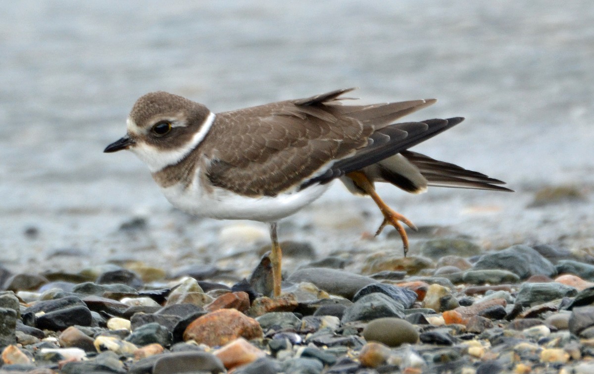 Semipalmated Plover - ML67104511