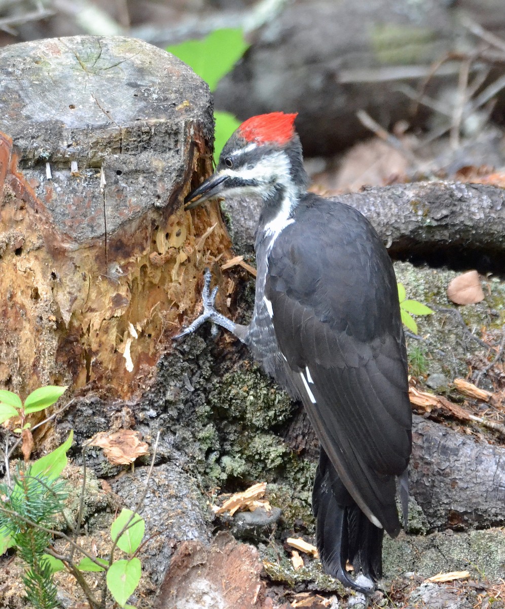 Pileated Woodpecker - ML67104871