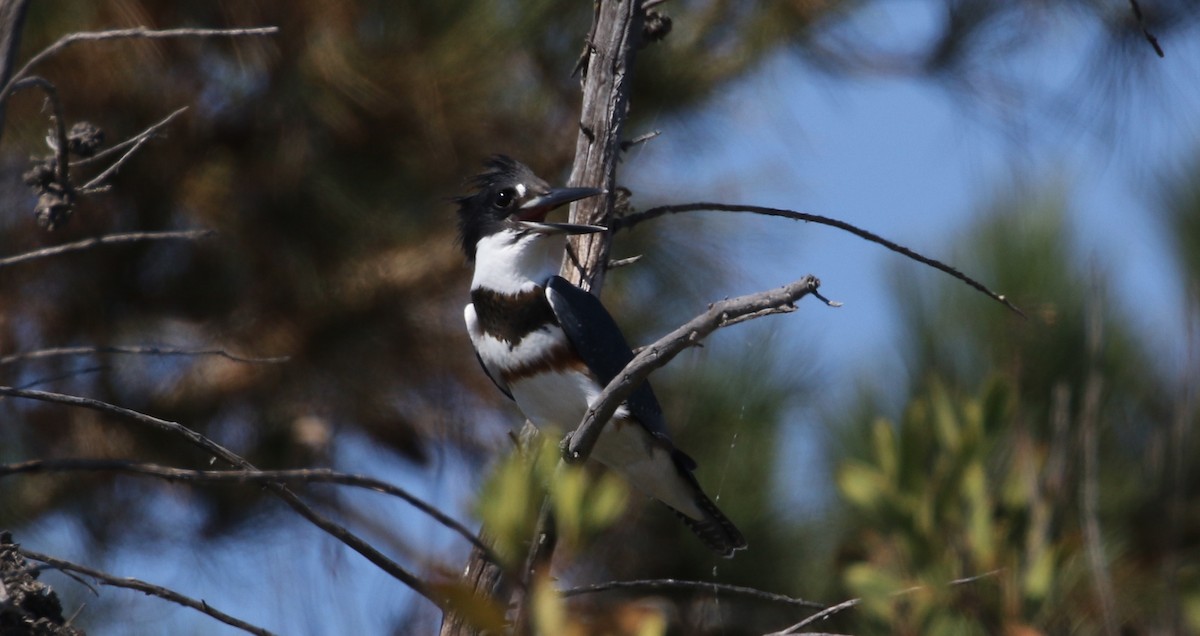 Belted Kingfisher - ML67107611