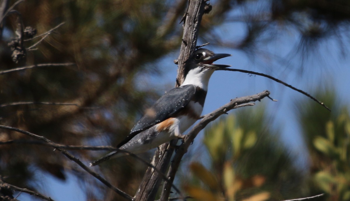 Belted Kingfisher - ML67107641