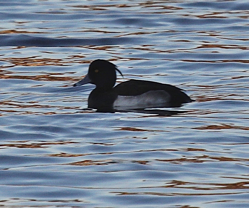 Tufted Duck - ML67108451