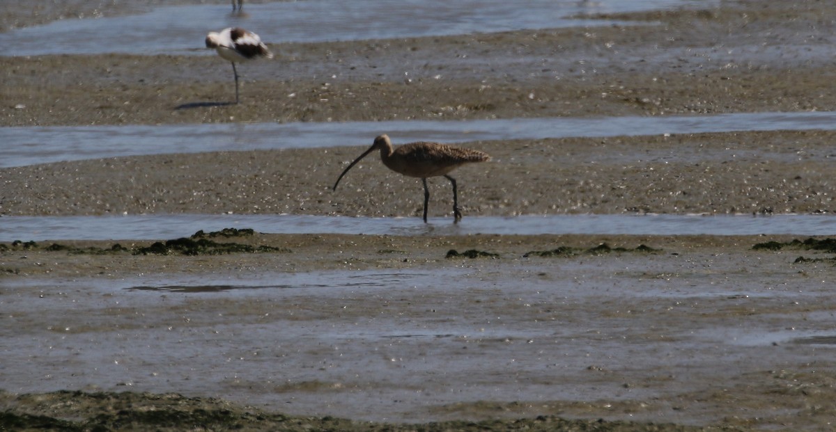 Long-billed Curlew - ML67110101
