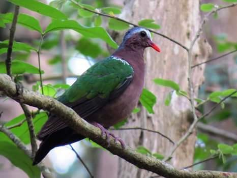 Asian Emerald Dove - Krishnamoorthy Muthirulan