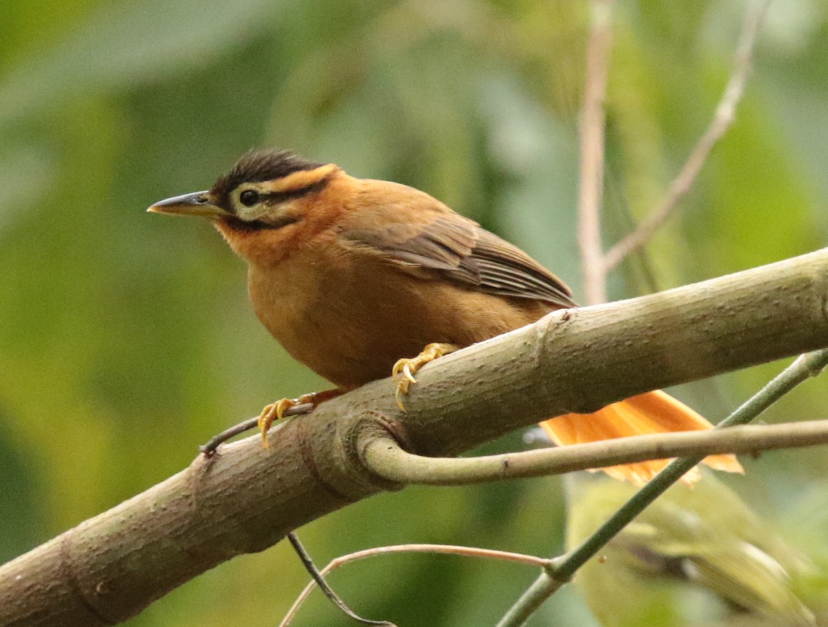 Black-capped Foliage-gleaner - Anonymous