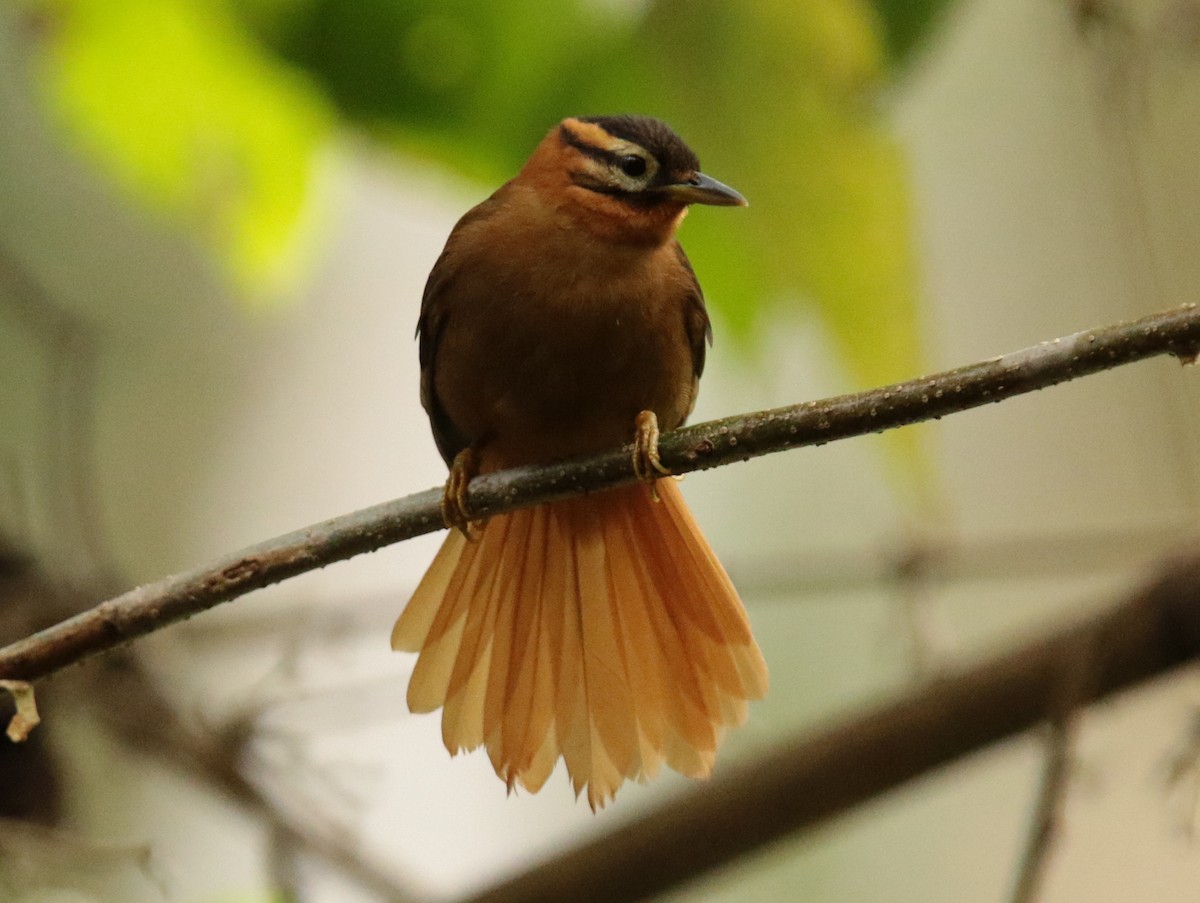 Black-capped Foliage-gleaner - Anonymous