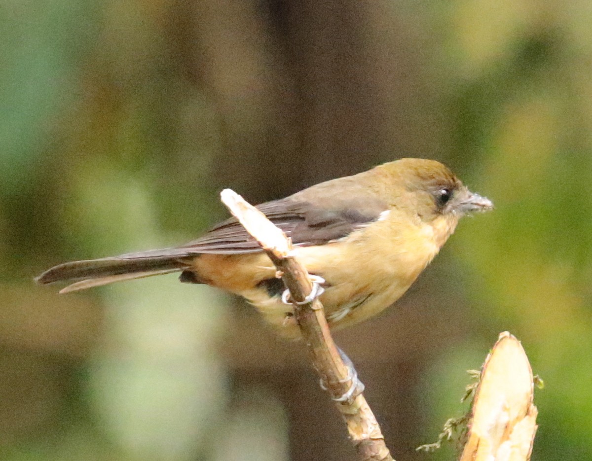 Black-goggled Tanager - ML67111761