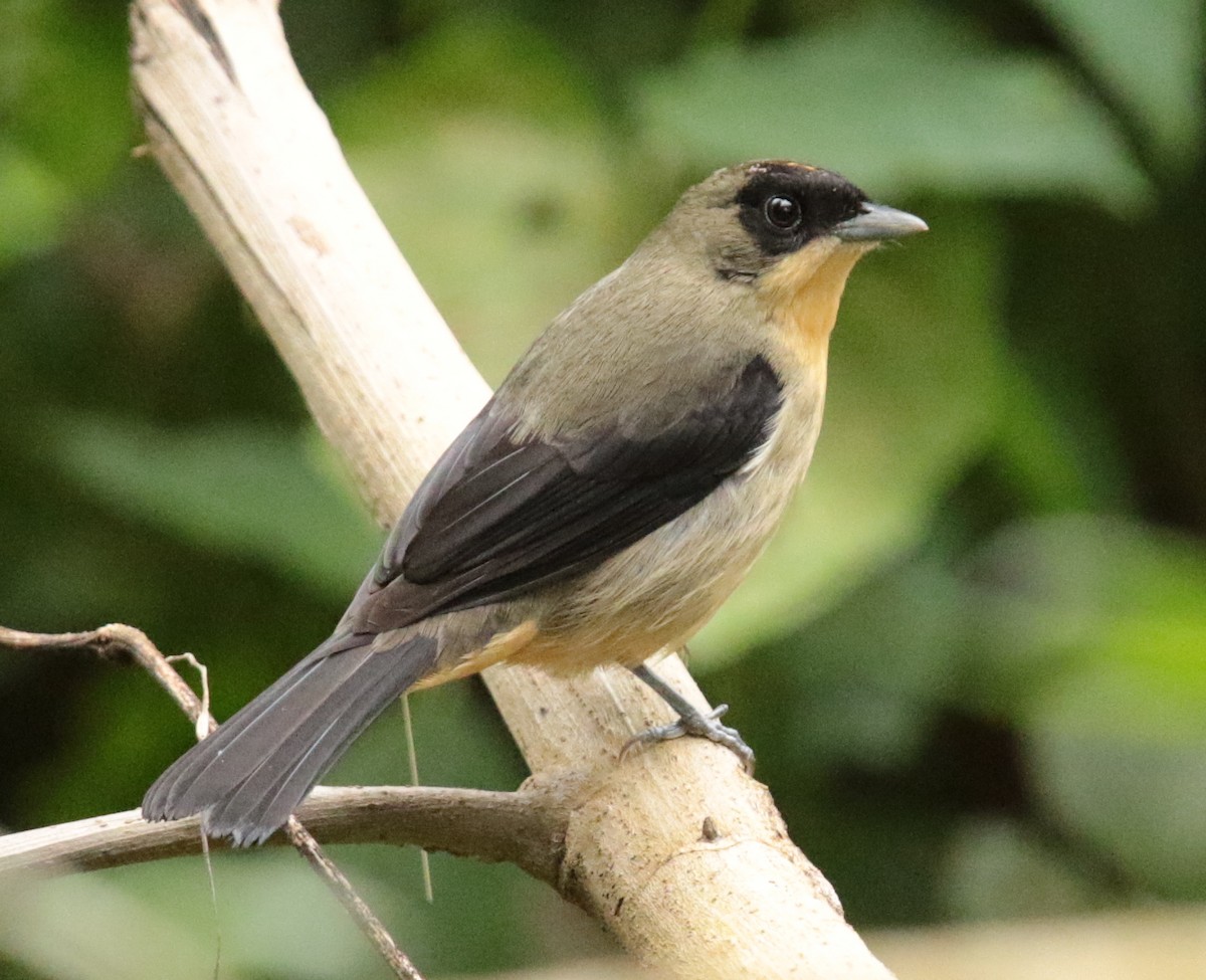 Black-goggled Tanager - Anonymous