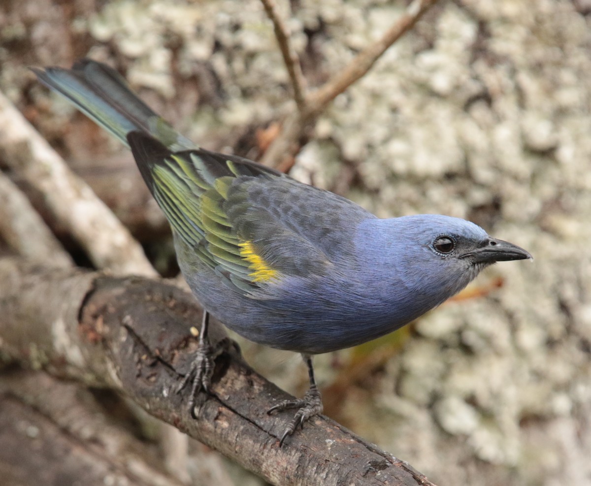 Golden-chevroned Tanager - Anonymous