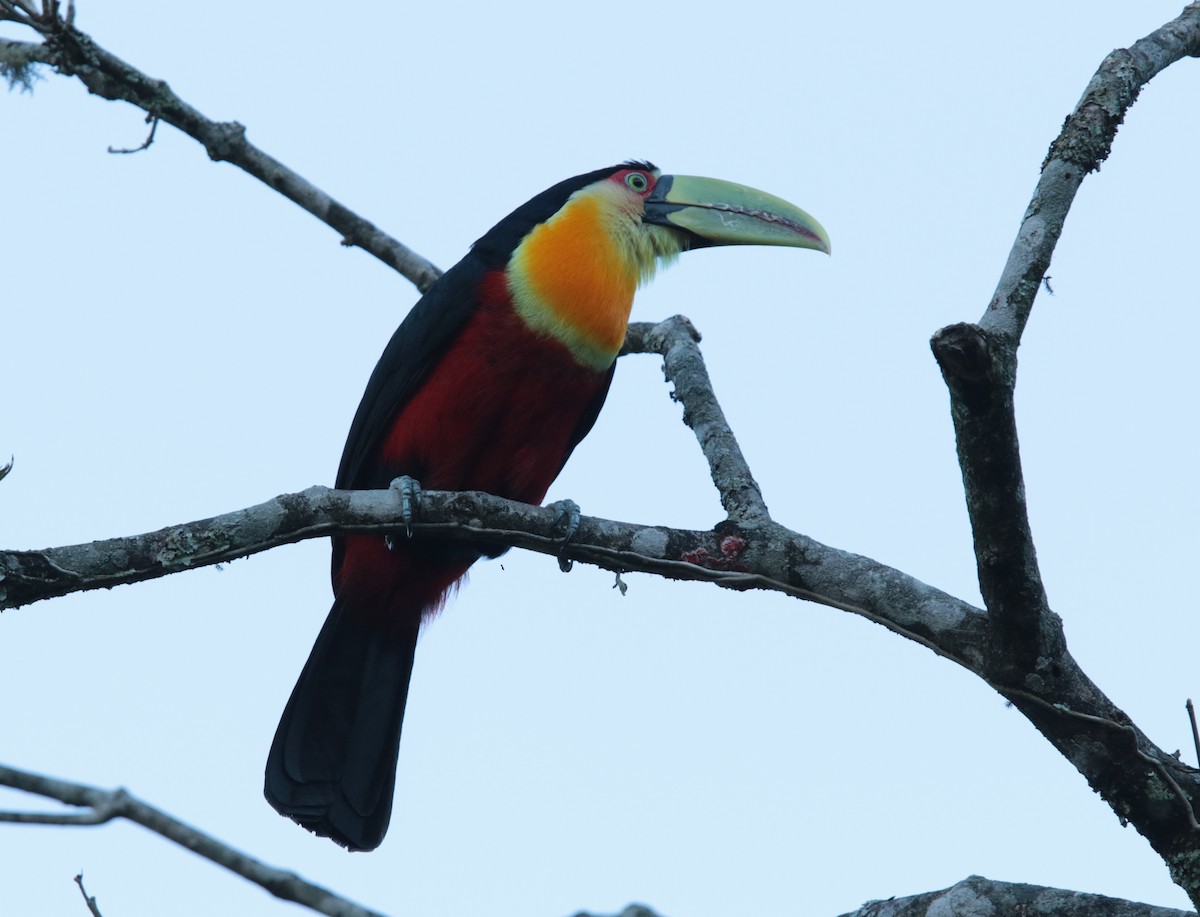 Red-breasted Toucan - ML67112181