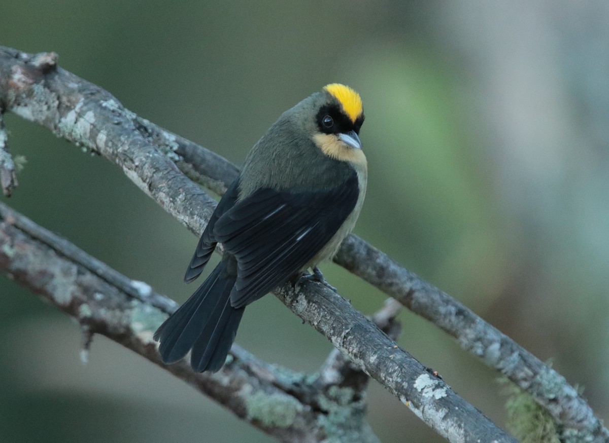 Black-goggled Tanager - ML67112291