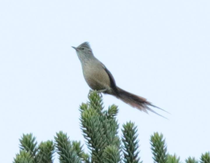 Araucaria Tit-Spinetail - Anonymous