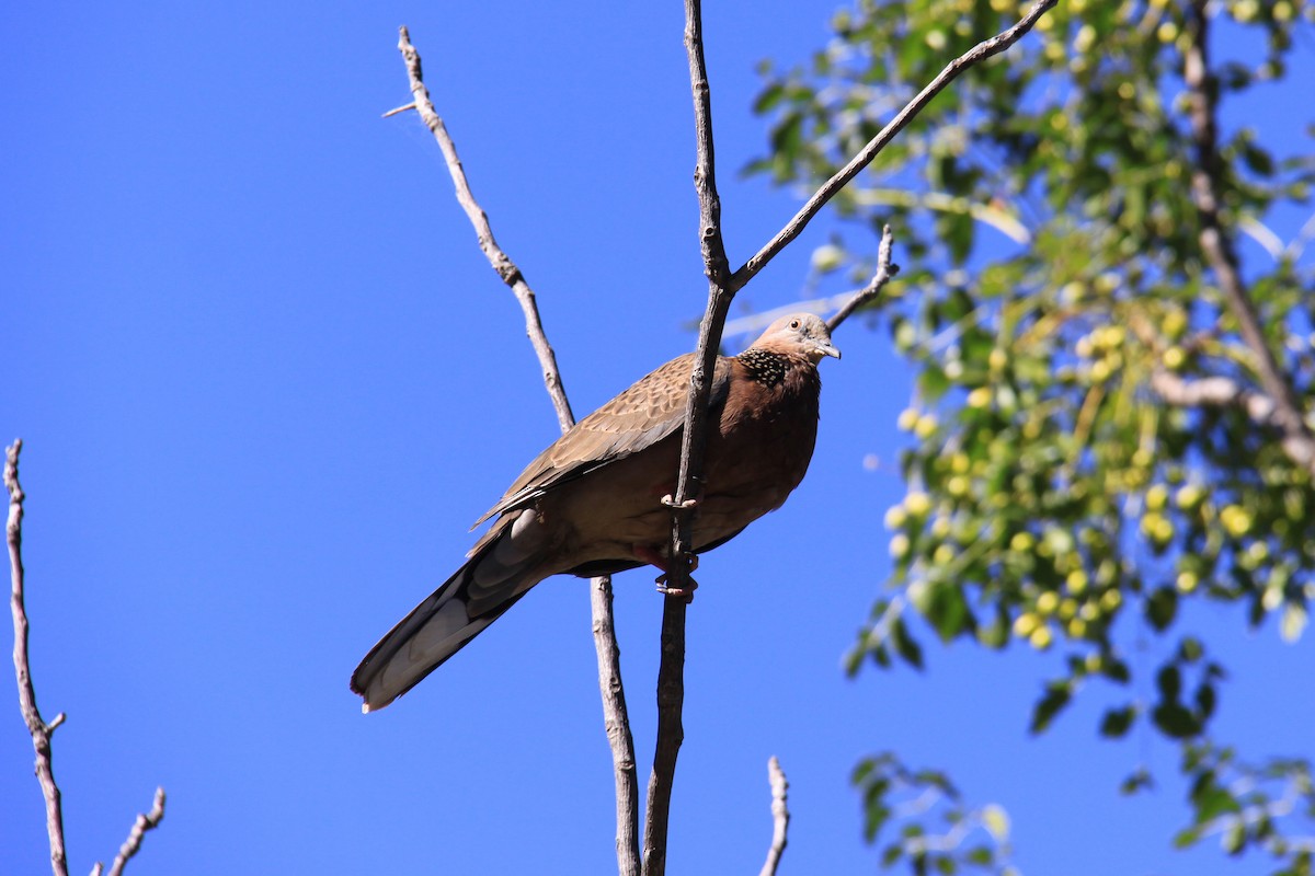 Spotted Dove - ML67113211