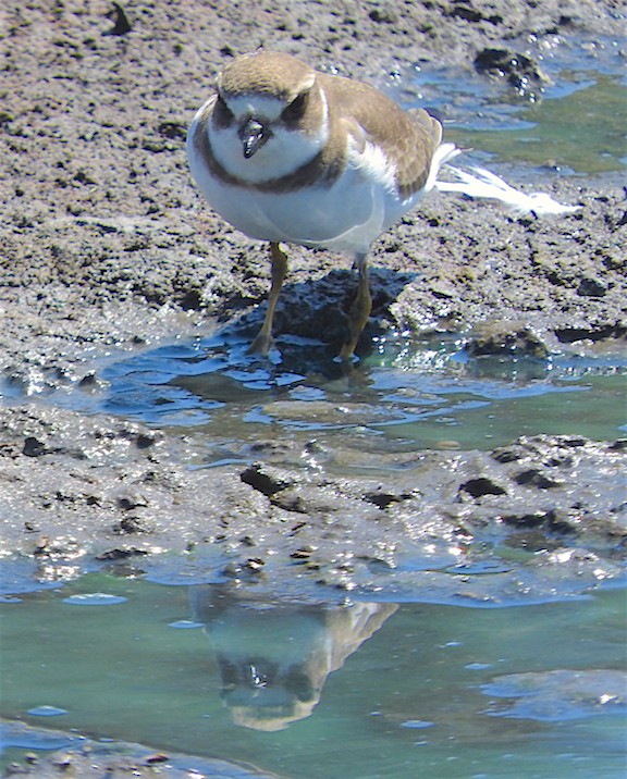 Semipalmated Plover - ML67113311