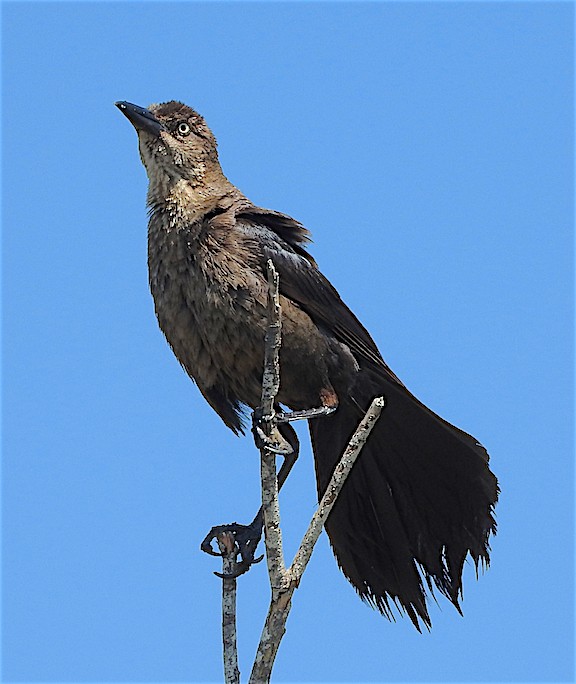 Great-tailed Grackle - ML67113471