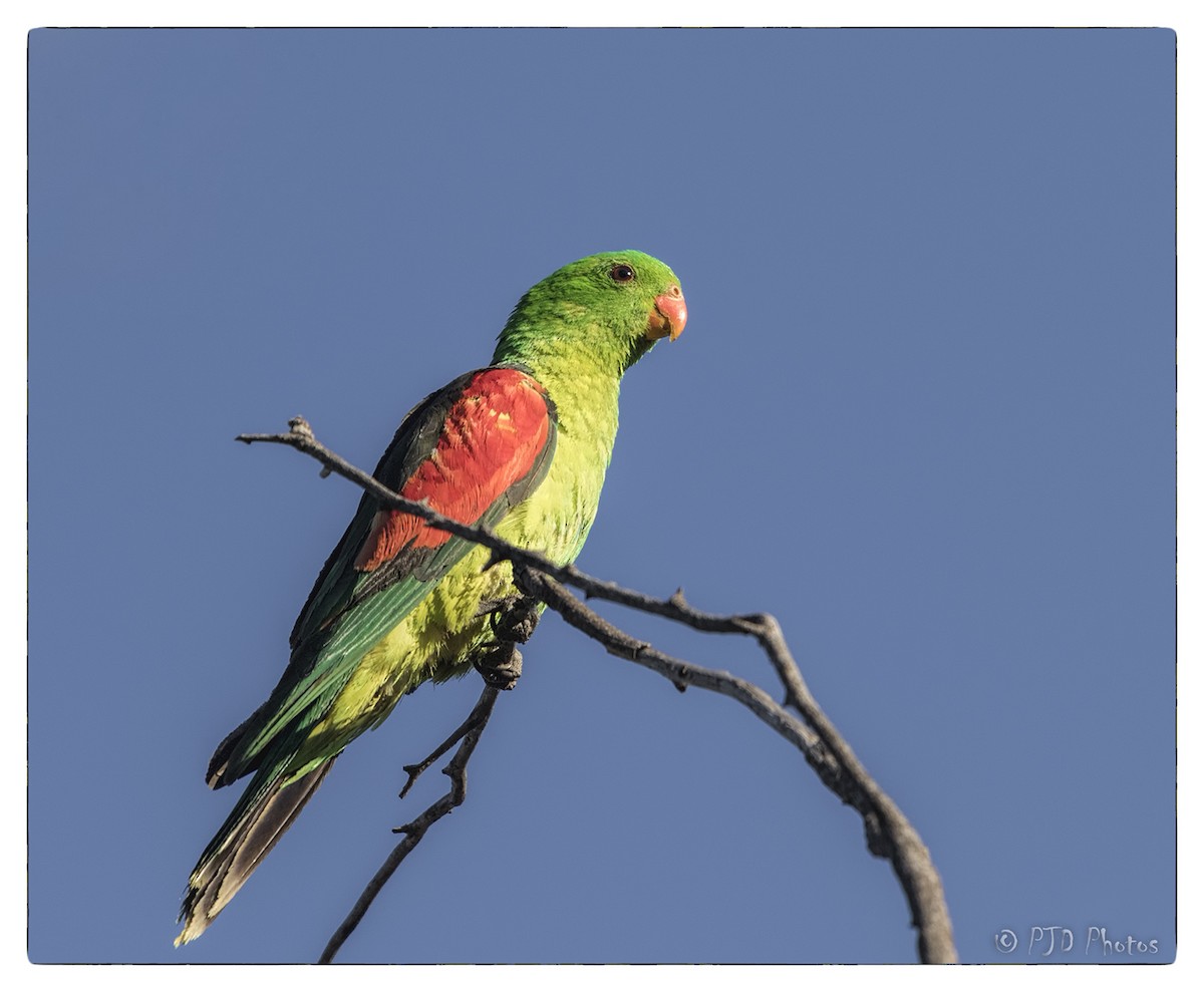 Red-winged Parrot - Jill Duncan &  Ken Bissett