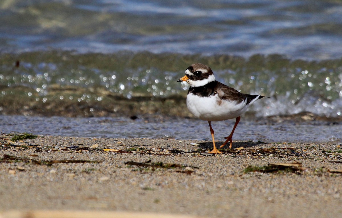 Common Ringed Plover - Patrick MONNEY