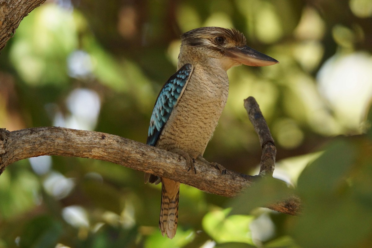 Blue-winged Kookaburra - Steve Percival