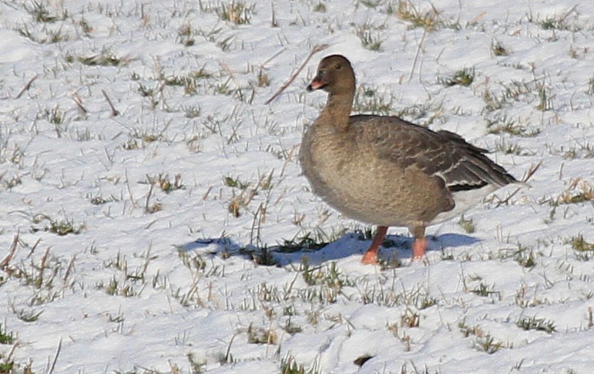Pink-footed Goose - Patrick MONNEY