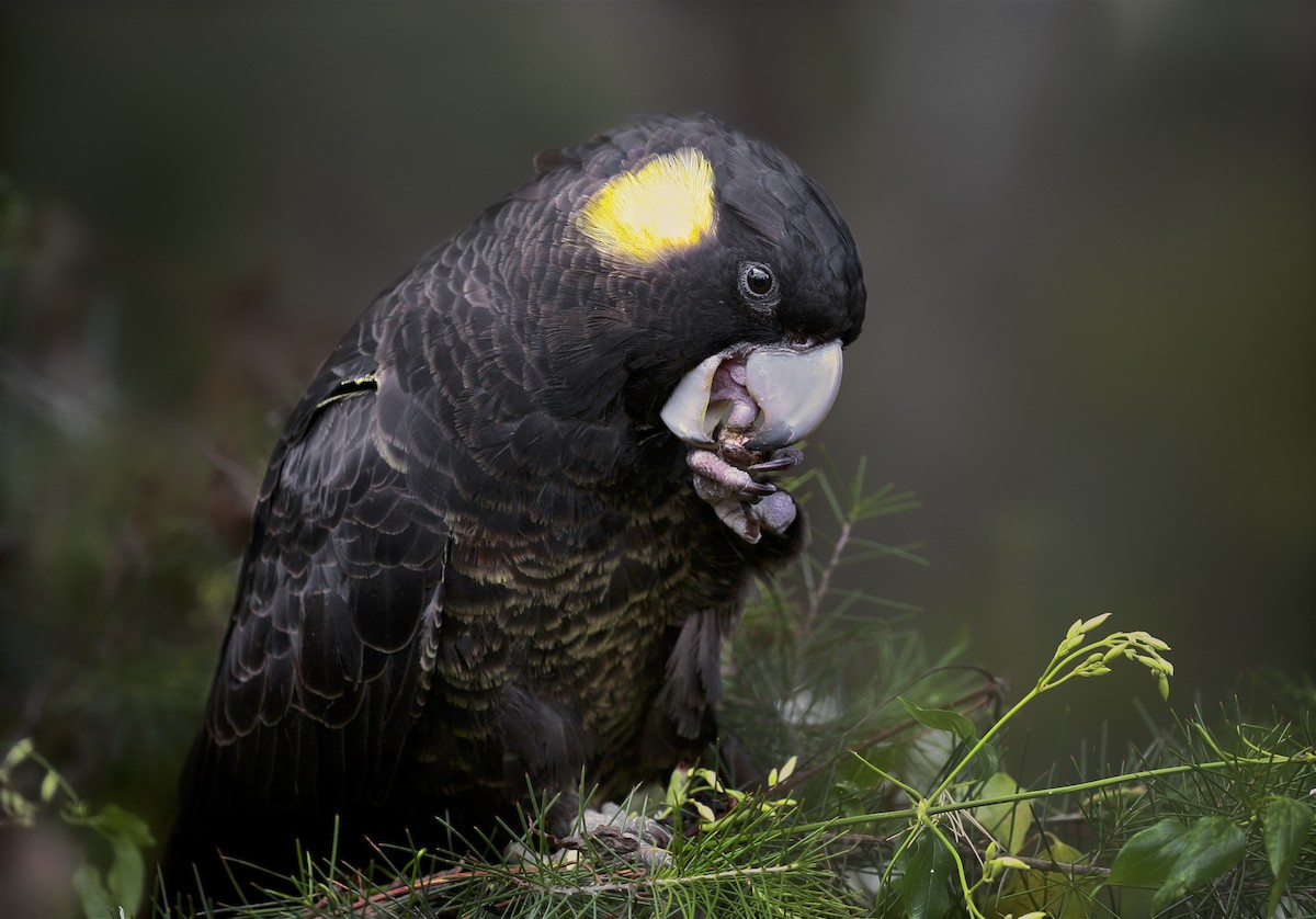Yellow-tailed Black-Cockatoo - ML67126041