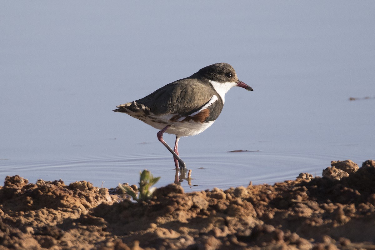 Red-kneed Dotterel - ML67128151