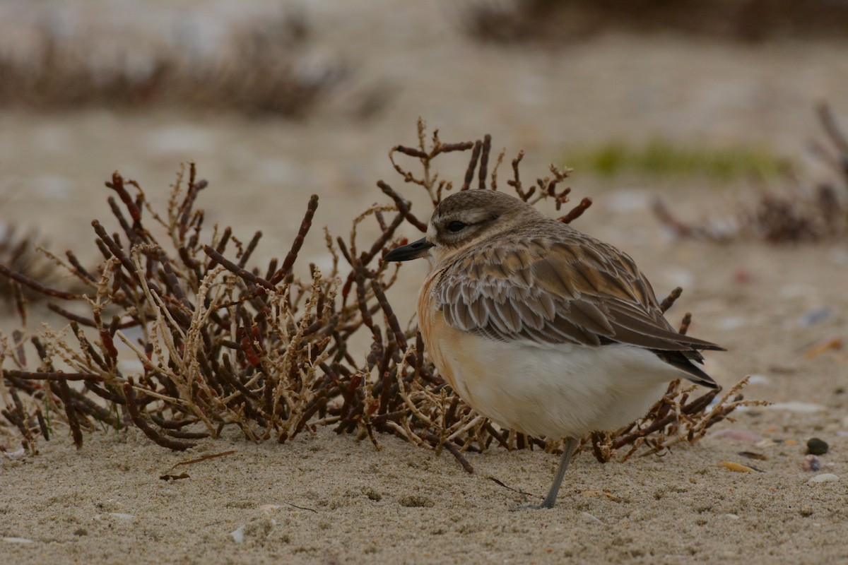 Red-breasted Dotterel - ML67130061