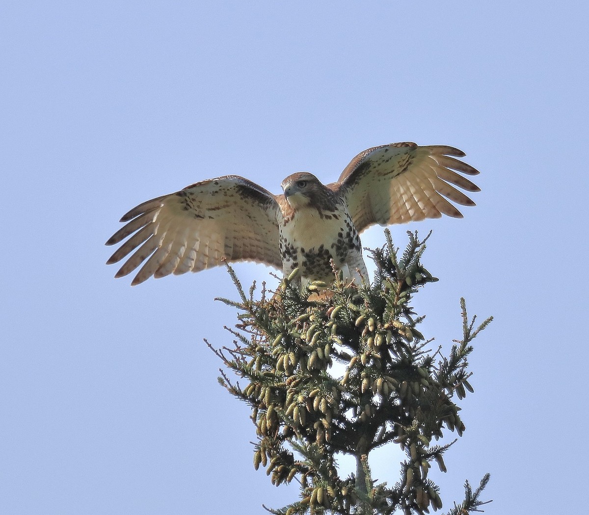 Red-tailed Hawk - DON MORGAN