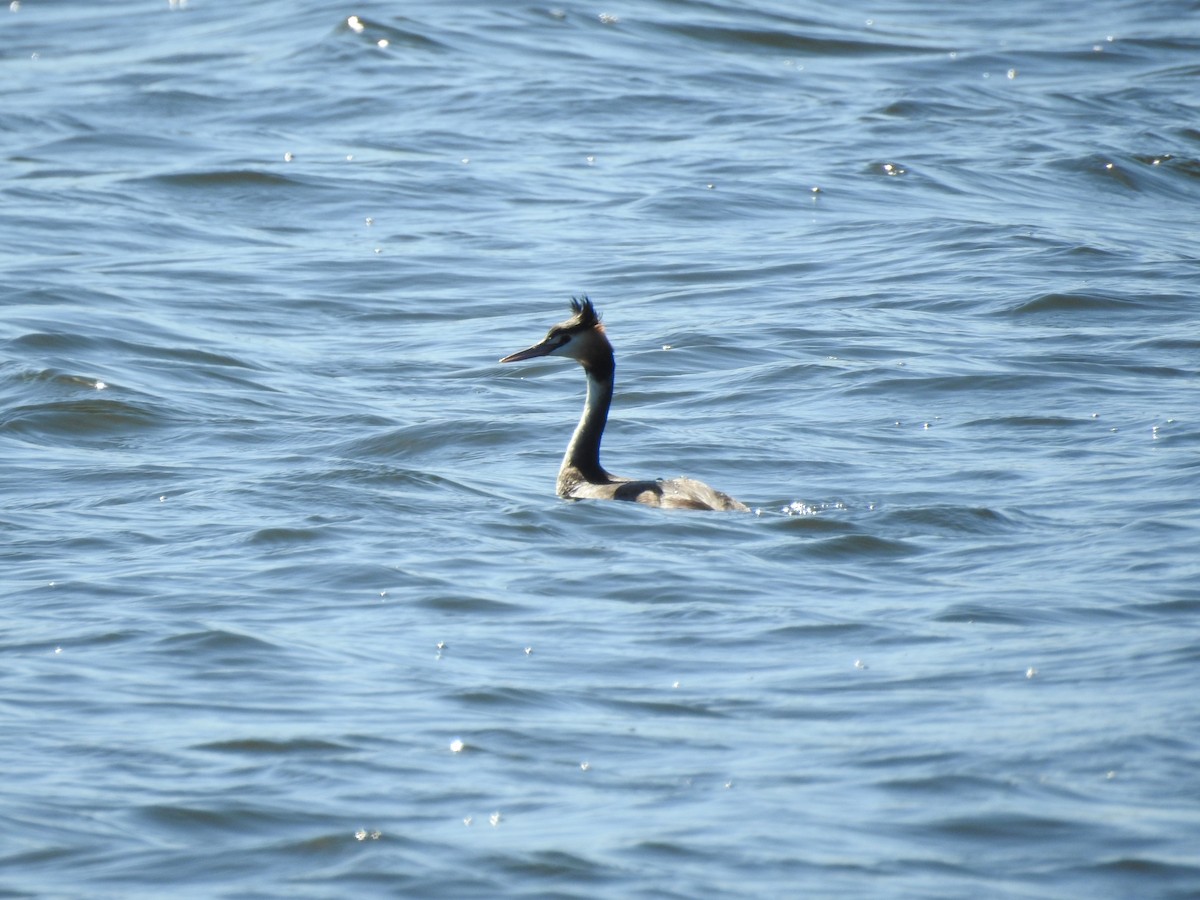 Great Crested Grebe - ML67134311