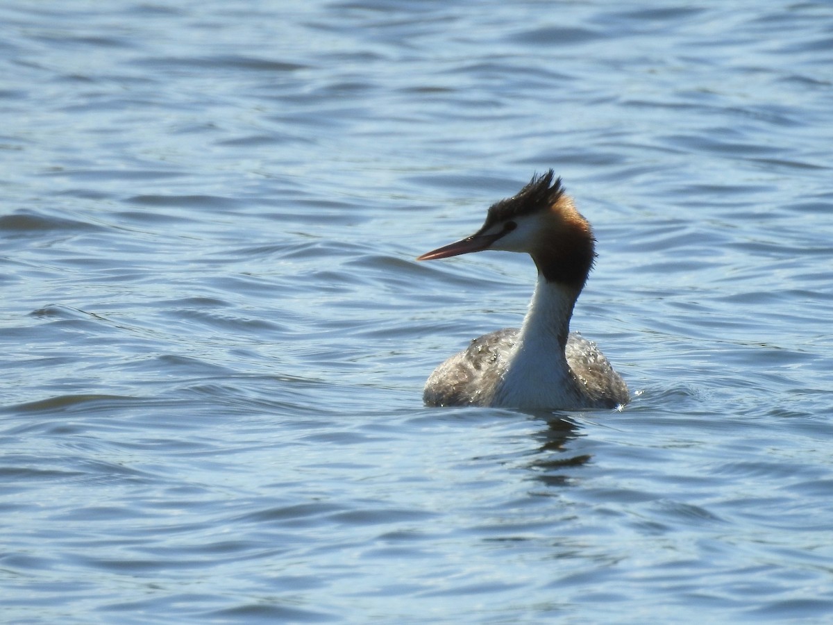 Great Crested Grebe - Gary Crouch