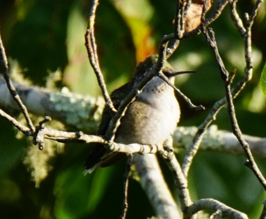 Ruby-throated Hummingbird - Nevine Jacob