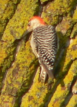 Red-bellied Woodpecker - William Flack