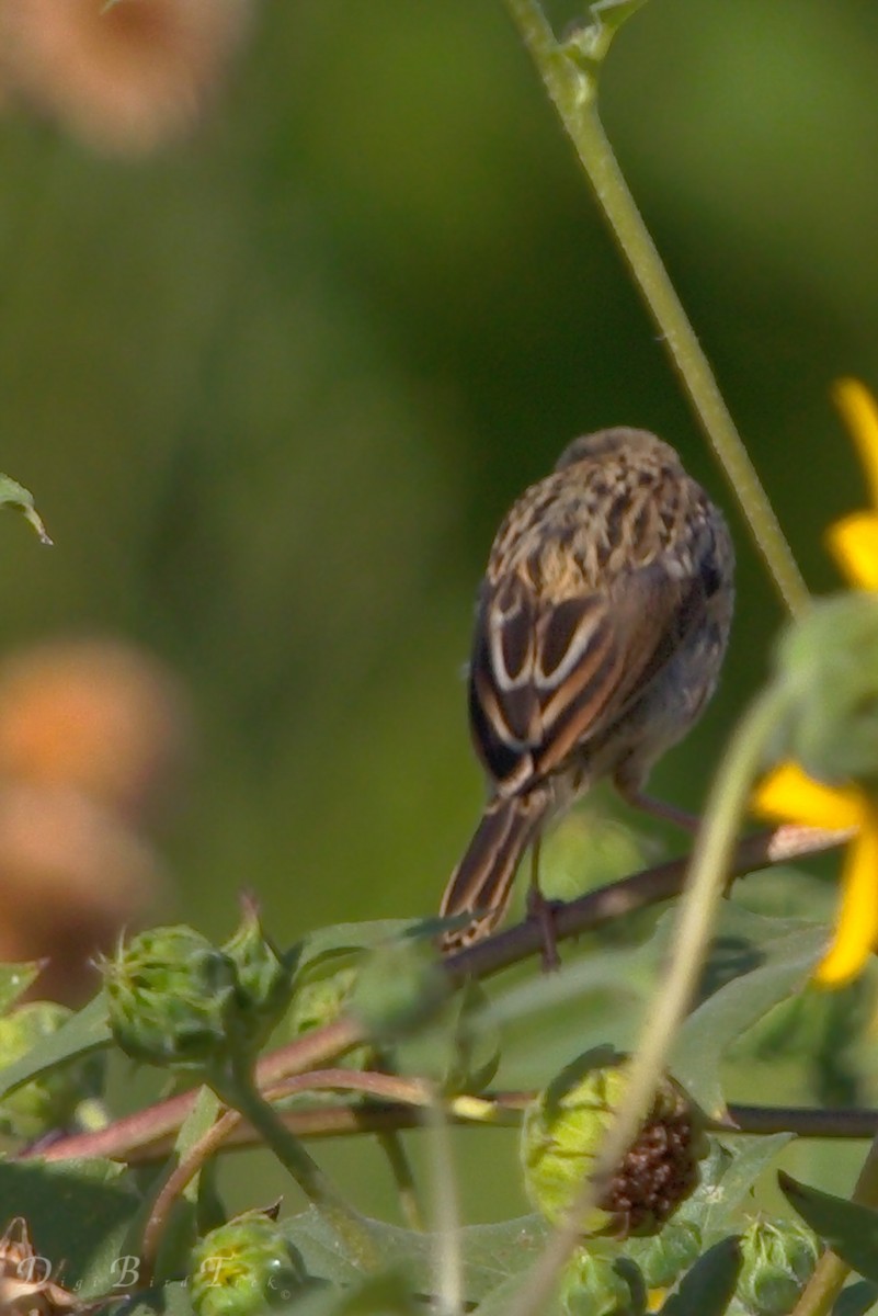 Savannah Sparrow - DigiBirdTrek CA