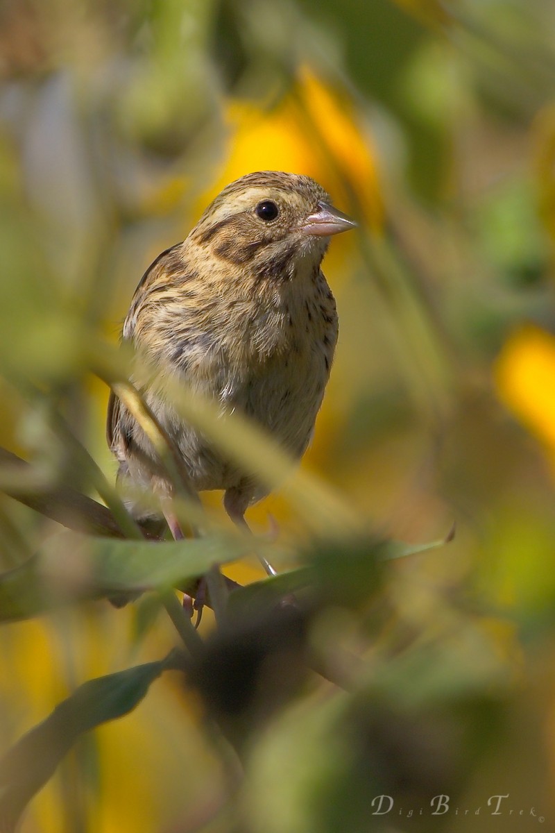 Savannah Sparrow - DigiBirdTrek CA