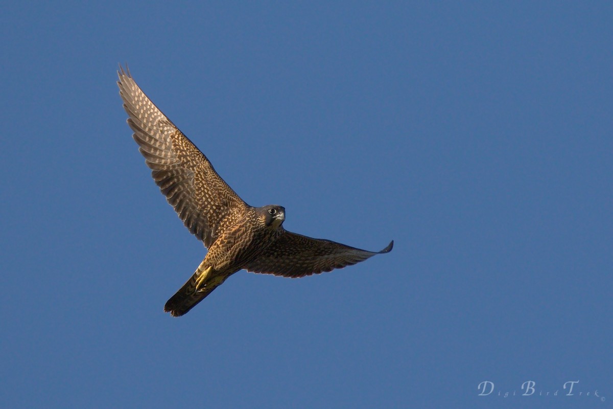 Peregrine Falcon - DigiBirdTrek CA