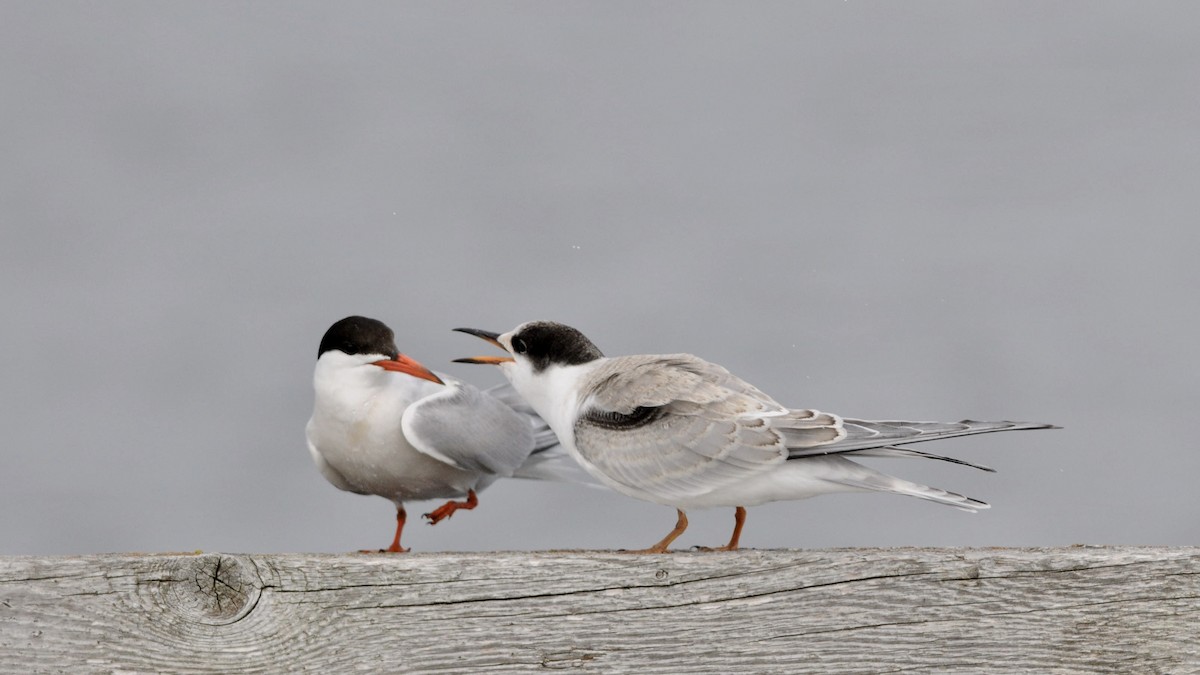 Common Tern - André Couture