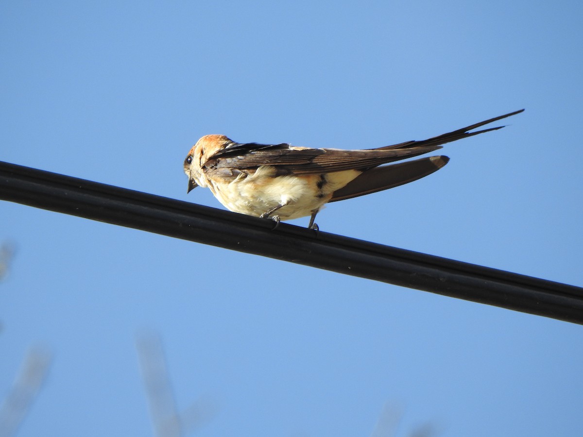 Red-rumped Swallow - ML67142121