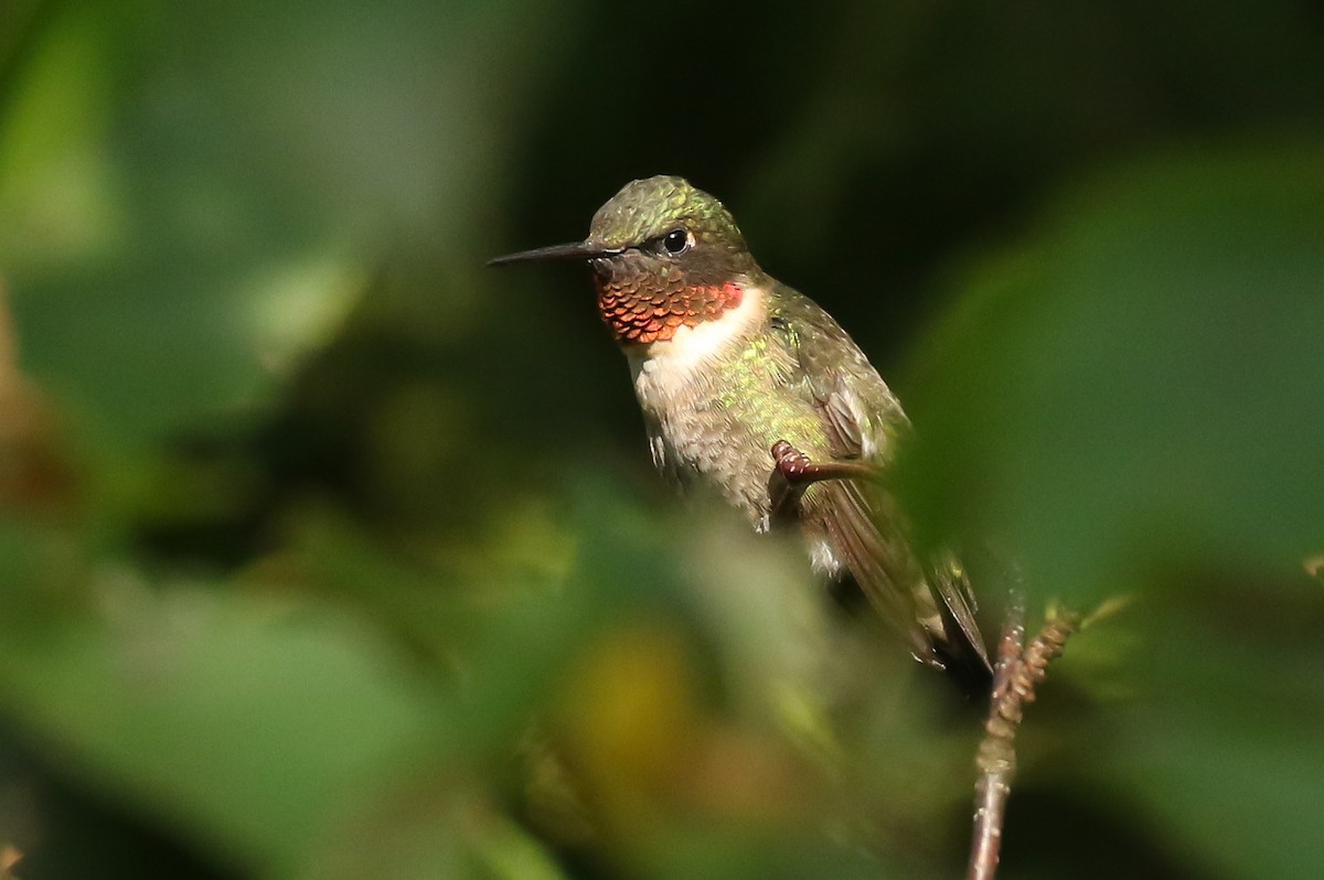 Ruby-throated Hummingbird - Greg Bodker