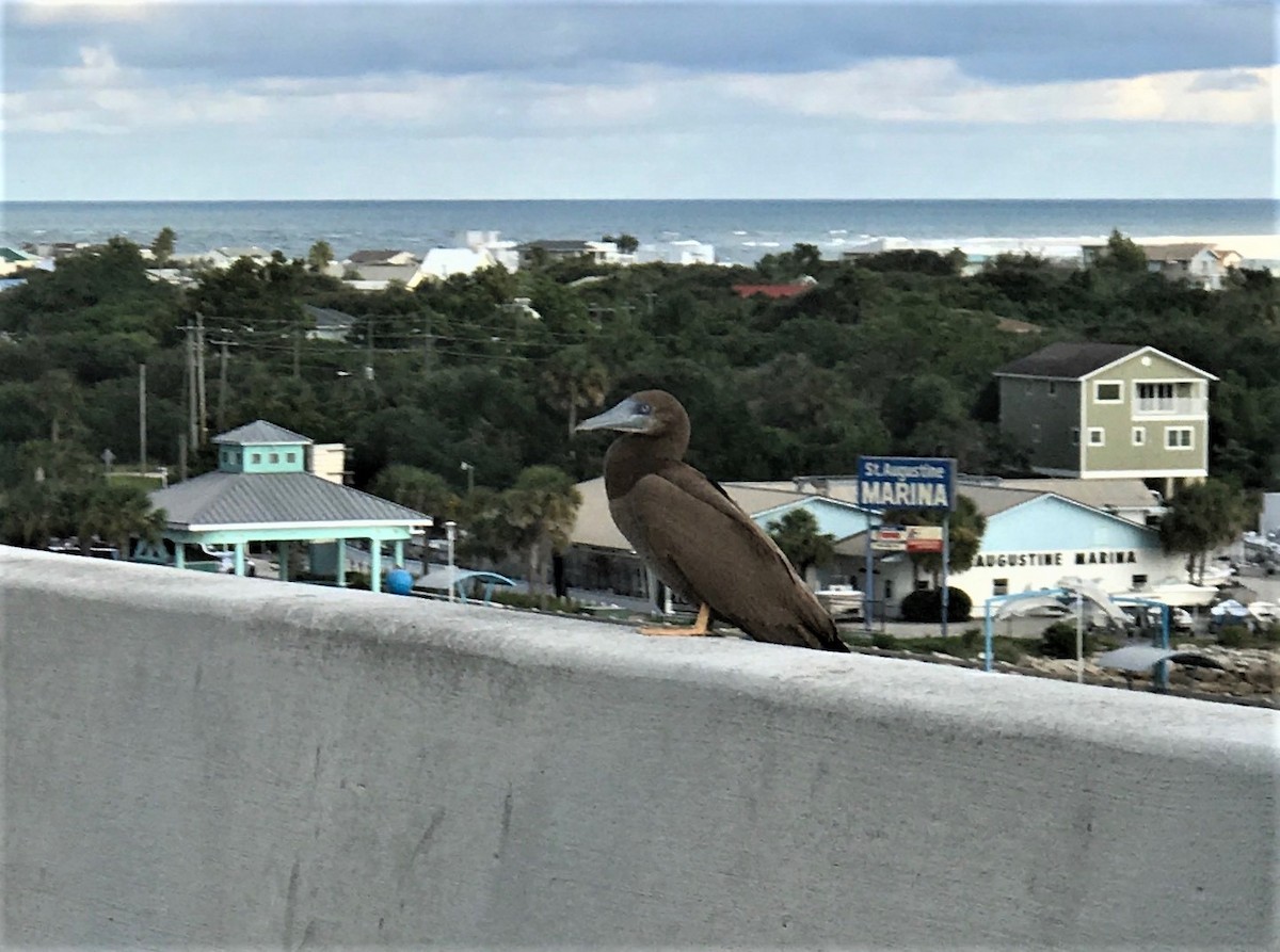 Brown Booby - ML67145861