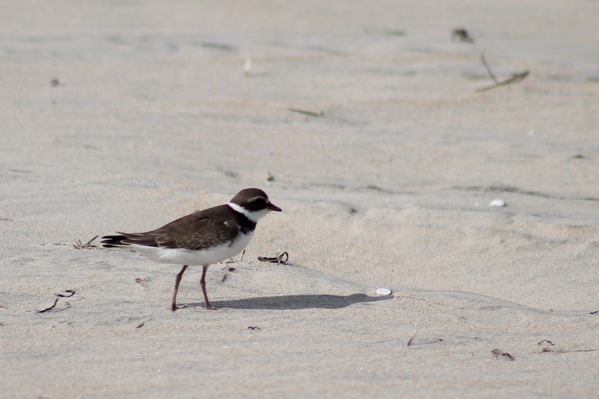 Semipalmated Plover - ML67147461