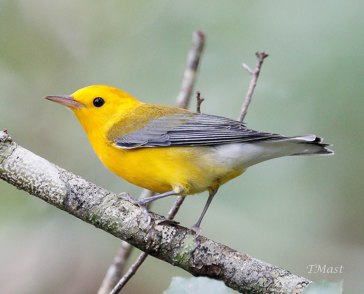 Prothonotary Warbler - Tom Mast
