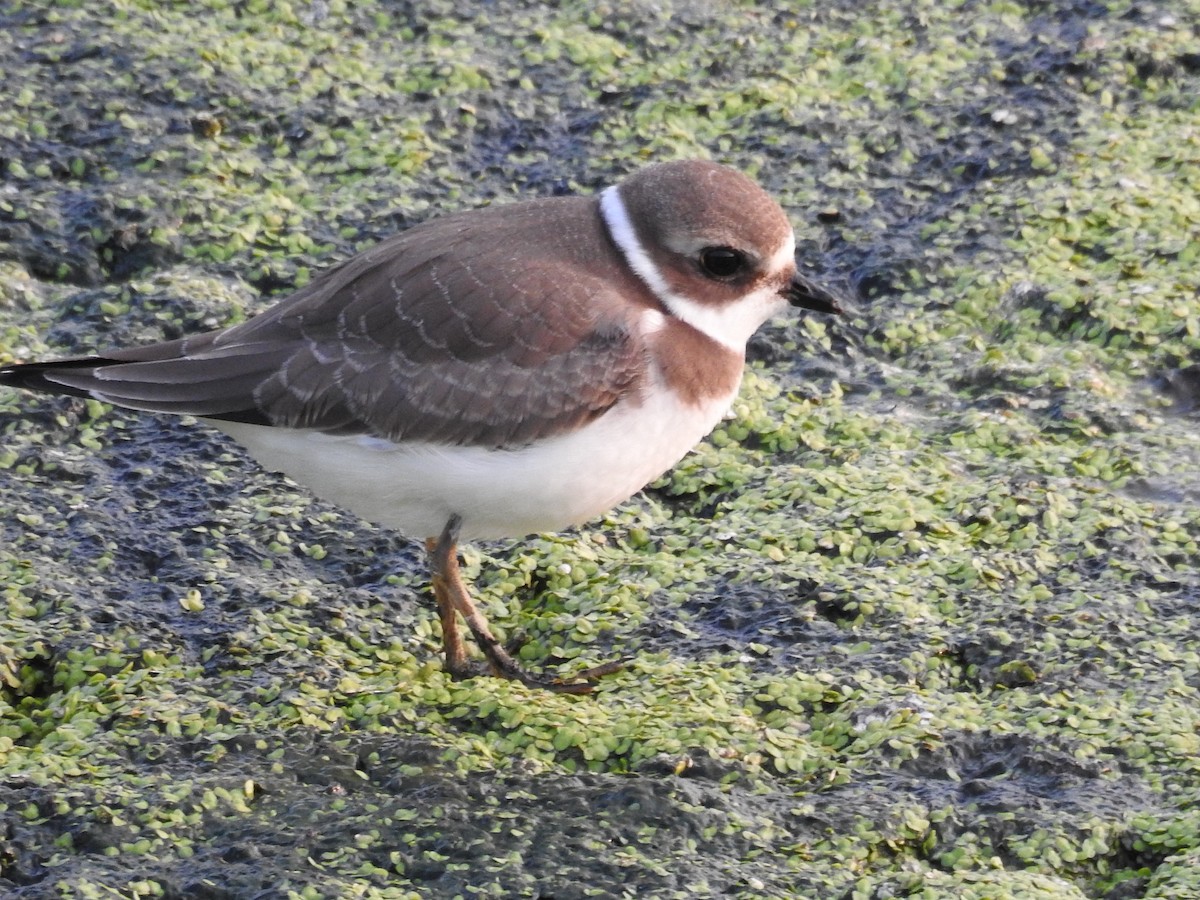 Semipalmated Plover - Sandi Jacques