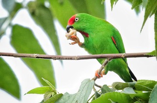 Sulawesi Hanging-Parrot - Loriculus stigmatus - Birds of ...