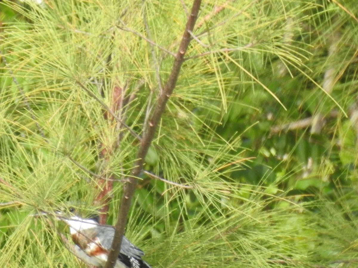 Belted Kingfisher - elwood bracey