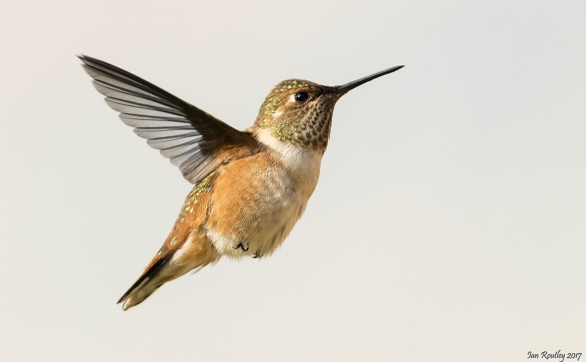 Rufous Hummingbird - ML67156241