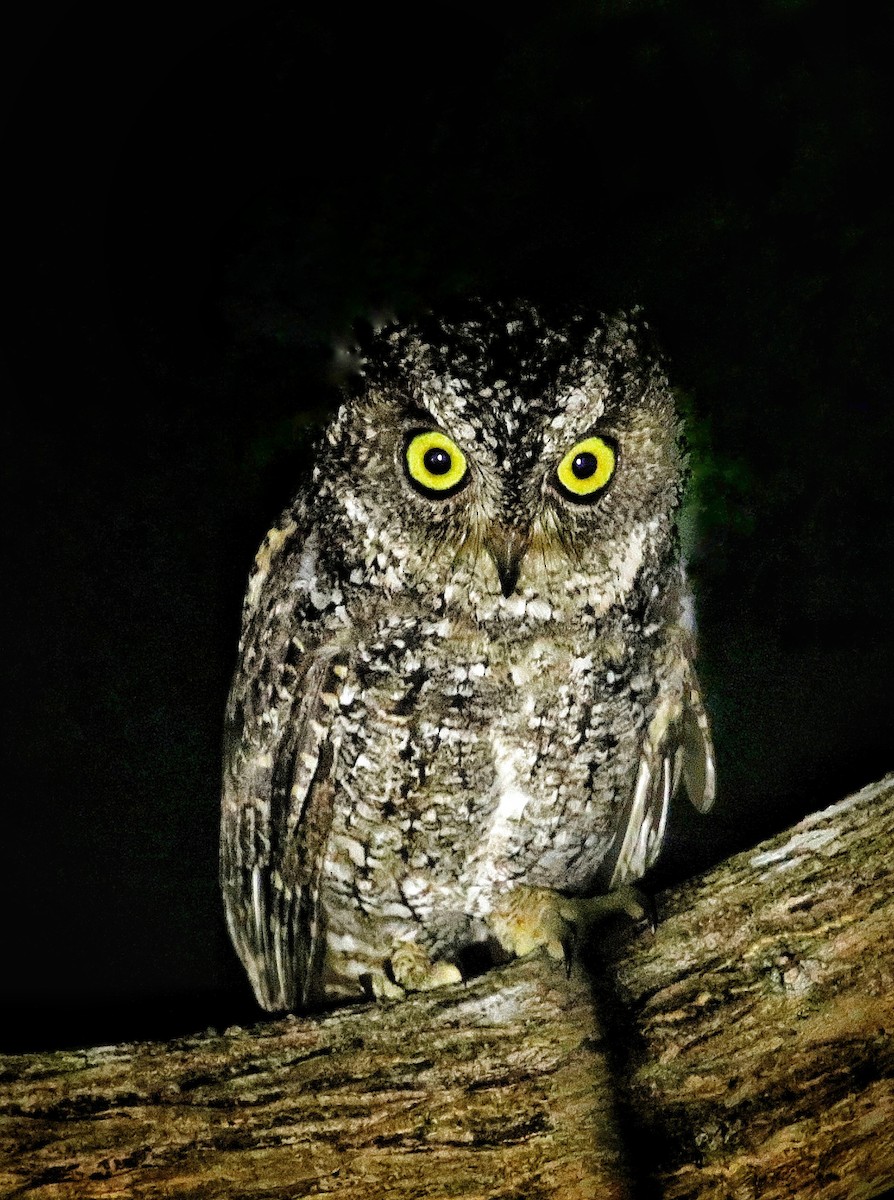 Sulawesi Scops-Owl - Siti Sutedjo